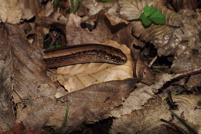 Blindschleiche 1.jpg - JENS BOHLE copyright